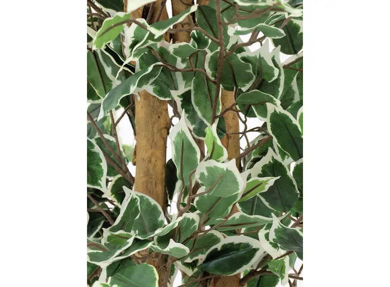 Europalms Variegated Ficus, 180cm 