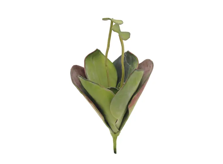 Europalms Water Lily (EVA), closed green, 45cm 