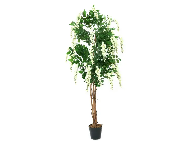 Europalms Wisteria, white, 150cm 