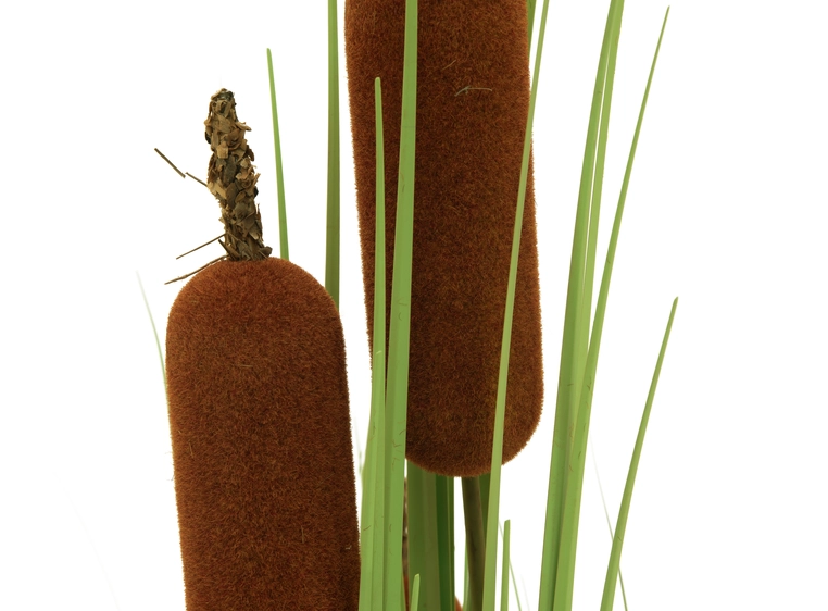 EUROPALMS Bulrush, alrtificial plant, 150cm 