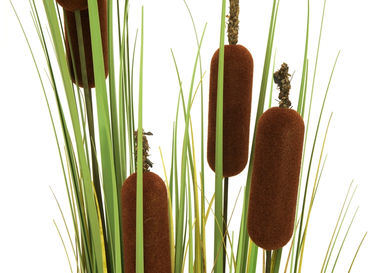 EUROPALMS Bulrush, alrtificial plant, 150cm 