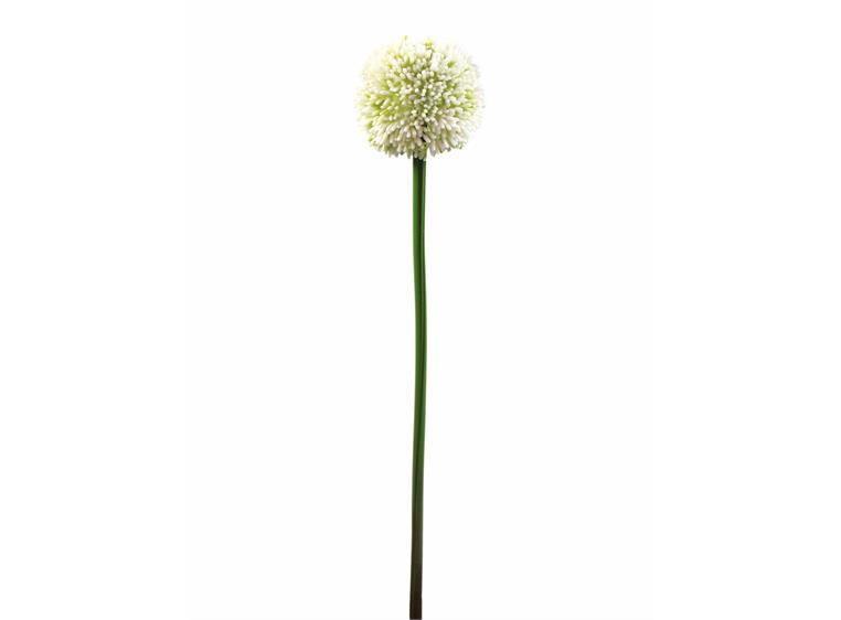 Europalms Allium spray, cream, 55cm