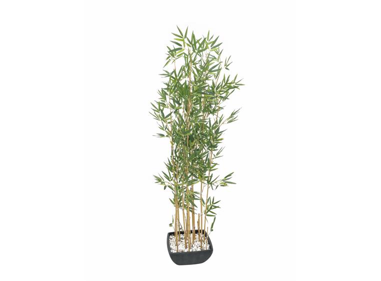 Europalms Bamboo in Bowl, 150cm