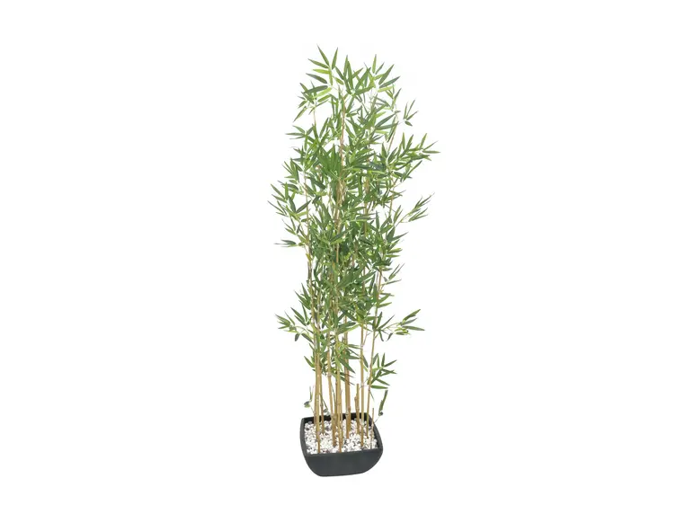 Europalms Bamboo in Bowl, 150cm 