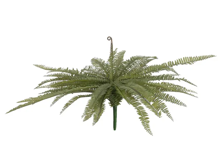 Europalms Boston fern, green, 70cm 