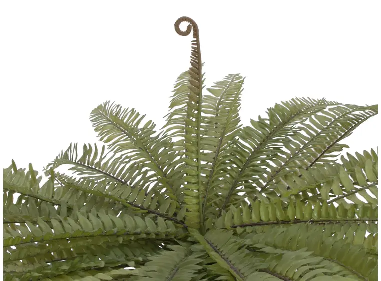 Europalms Boston fern, green, 70cm 