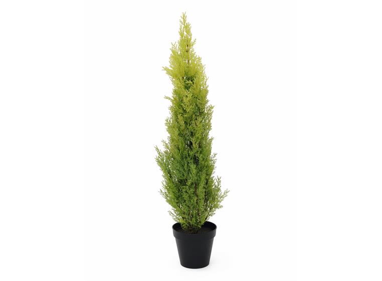 Europalms Cypress, Leyland, 90cm