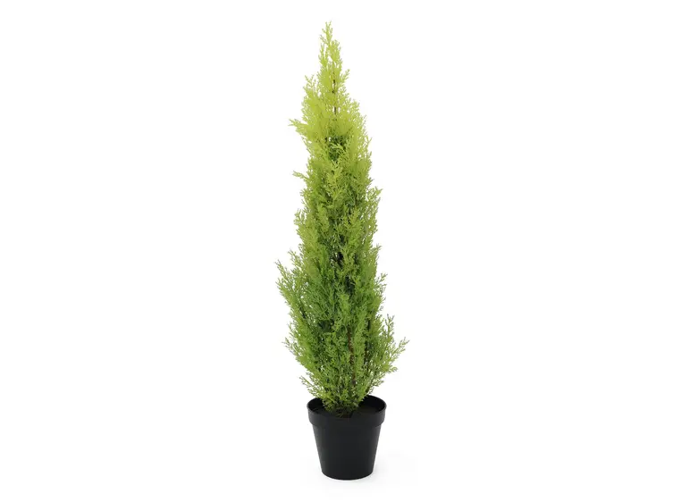 Europalms Cypress, Leyland, 90cm 