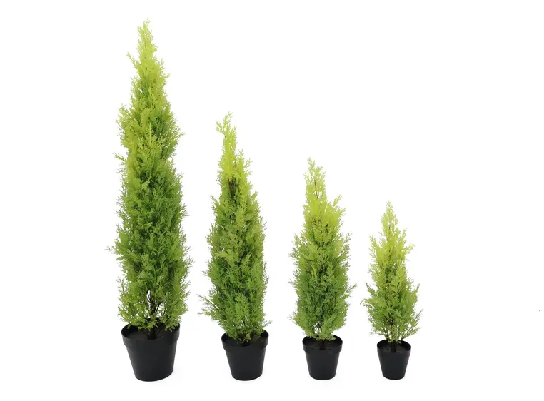 Europalms Cypress, Leyland, 90cm 