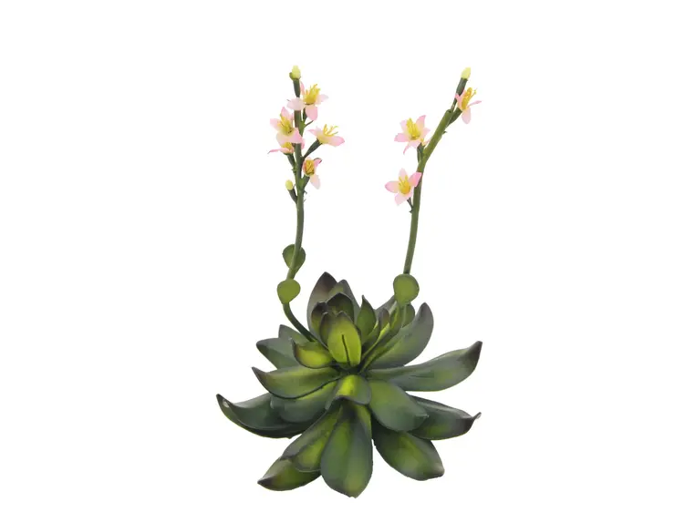 Europalms Houseleeks (EVA), pink, 32cm 