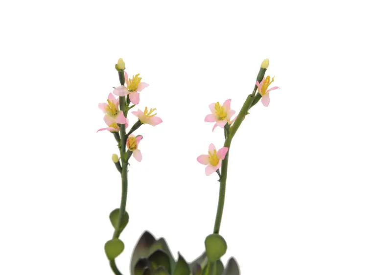 Europalms Houseleeks (EVA), pink, 32cm 