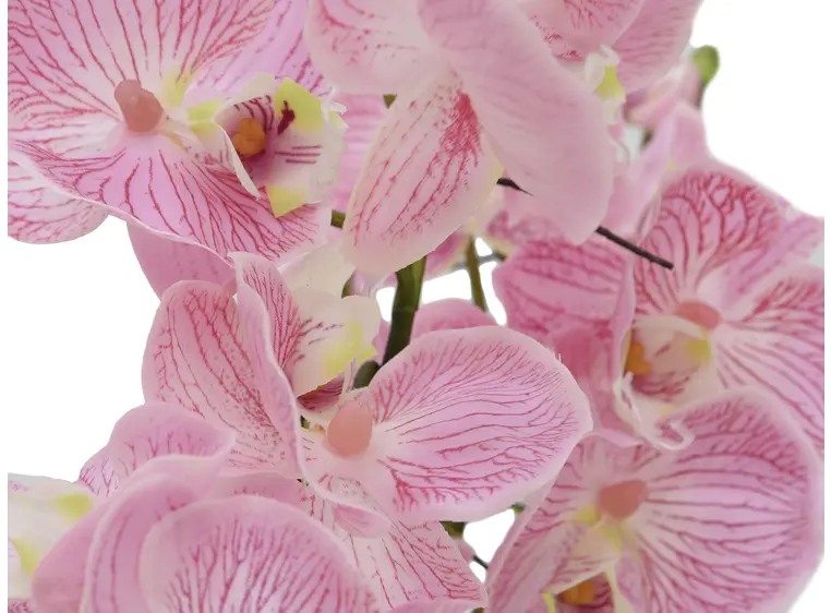 Europalms Orchid Arrangement EVA, purple 