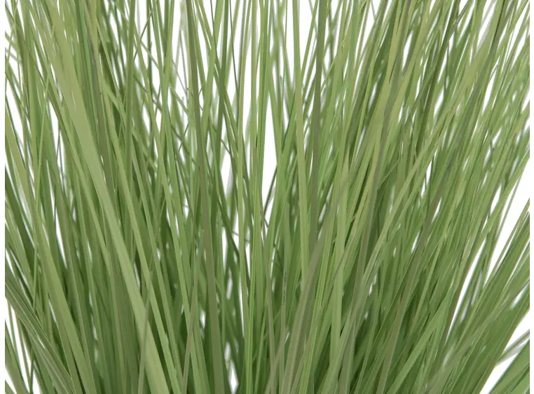 Europalms Ornamental grass, 65cm 