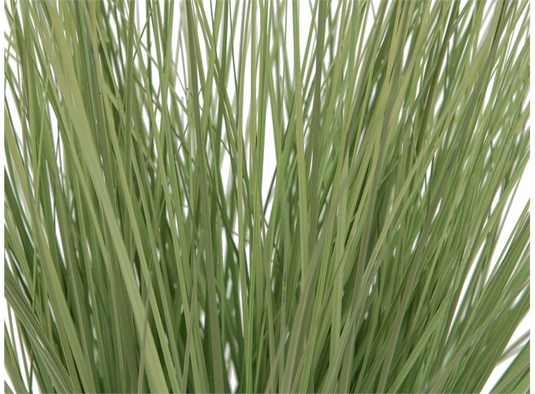 Europalms Ornamental grass, 65cm