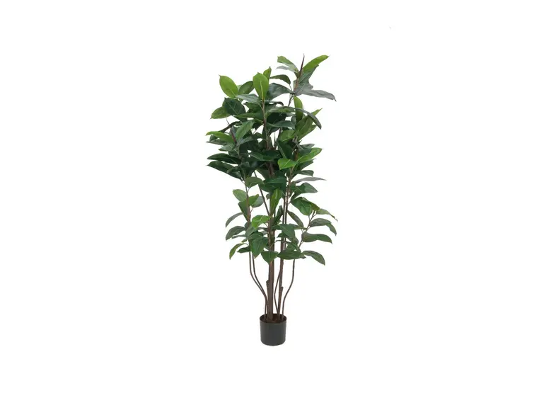 Europalms Rubber tree, 150cm 