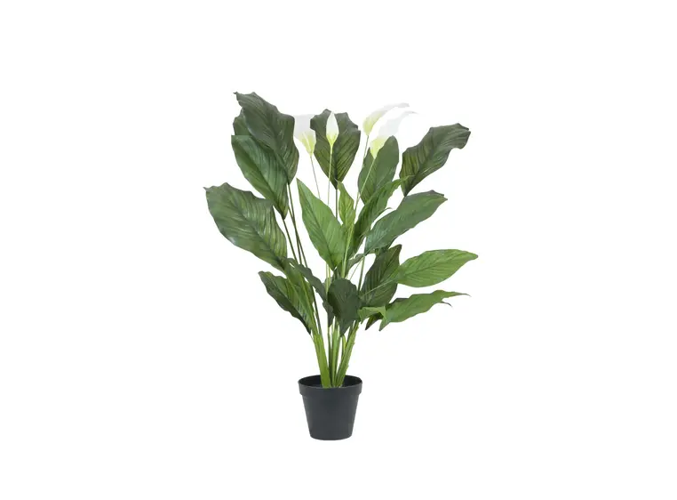 Europalms Spathiphyllum deluxe, 83cm 