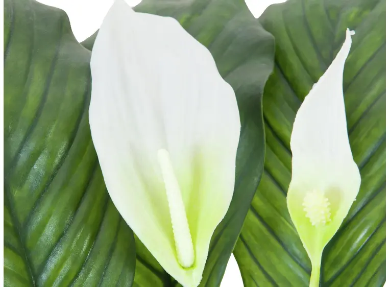 Europalms Spathiphyllum deluxe, 83cm 