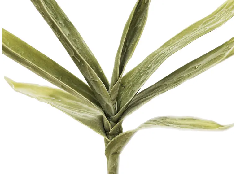 Europalms Yucca Branch (EVA), green 