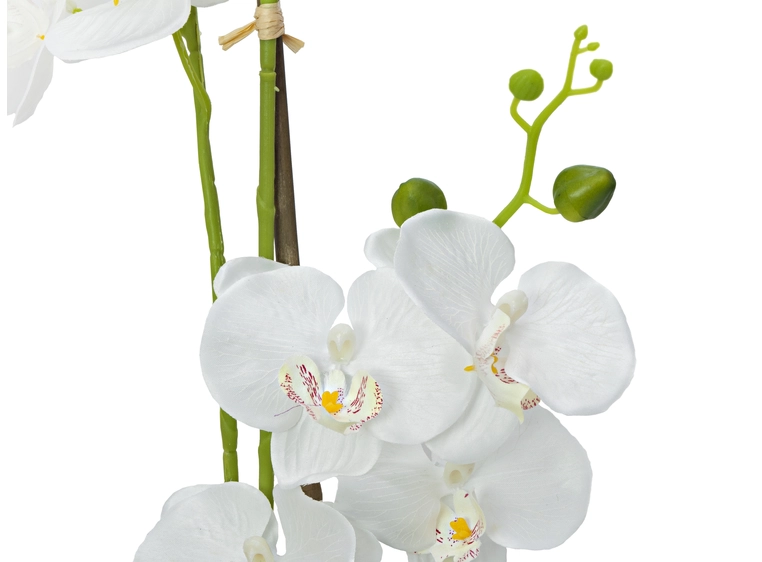 EUROPALMS Orchid, artificial plant, white, 80cm 