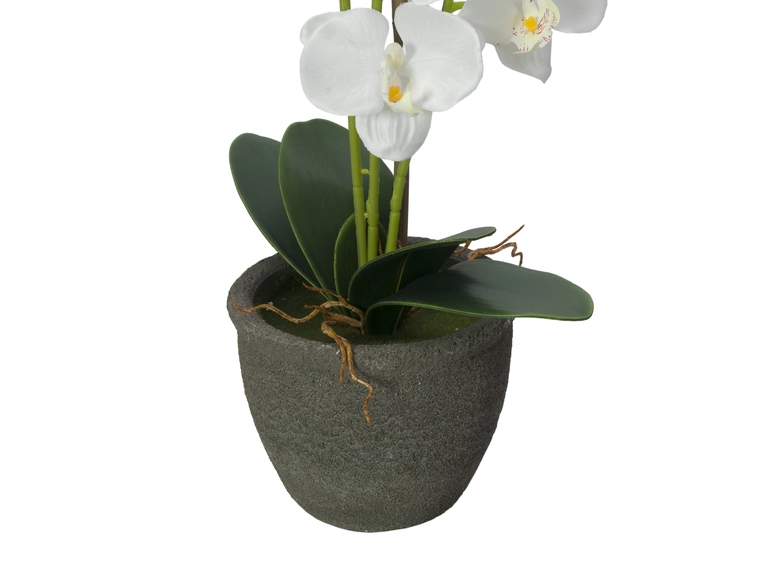 EUROPALMS Orchid, artificial plant, white, 80cm 