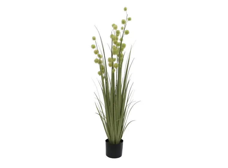 Europalms Allium Grass, 122cm 