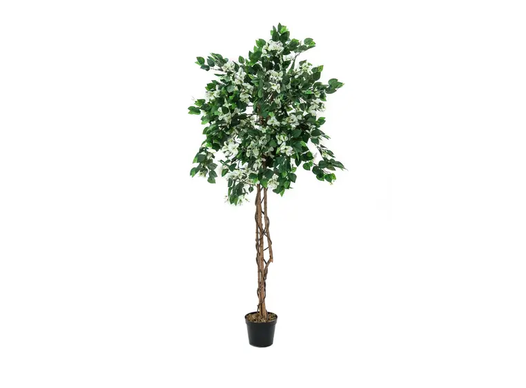 Europalms Bougainvillea, white, 180cm 