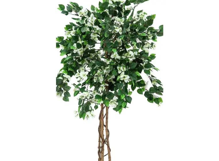 Europalms Bougainvillea, white, 180cm 