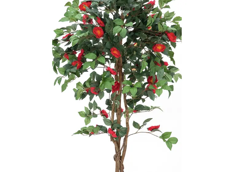 Europalms Camelia red cemented 180cm 