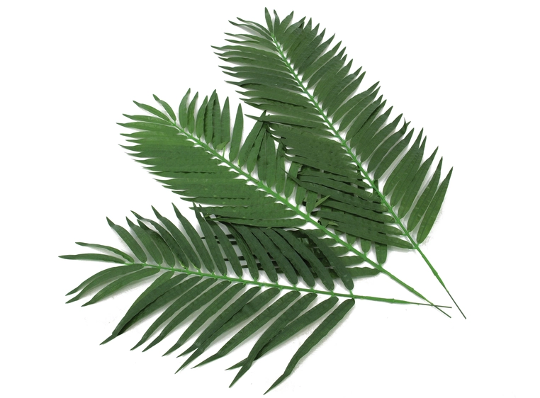 Europalms Coconut palm branch 90cm 12x 