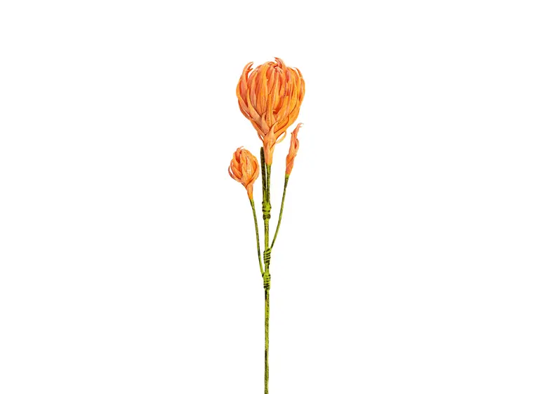 Europalms Dahlias Branch (EVA), orange 