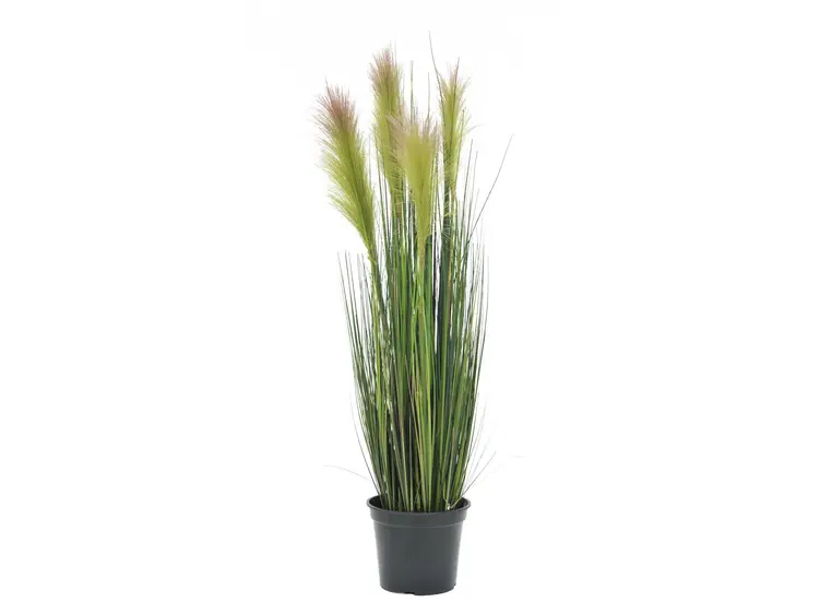 Europalms Feather grass, rosa, 90cm 