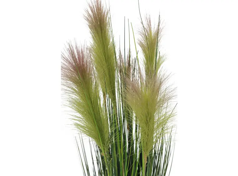 Europalms Feather grass, rosa, 90cm 