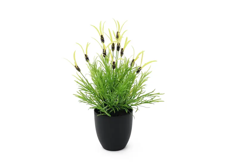 Europalms Feather lettuce, 40cm 