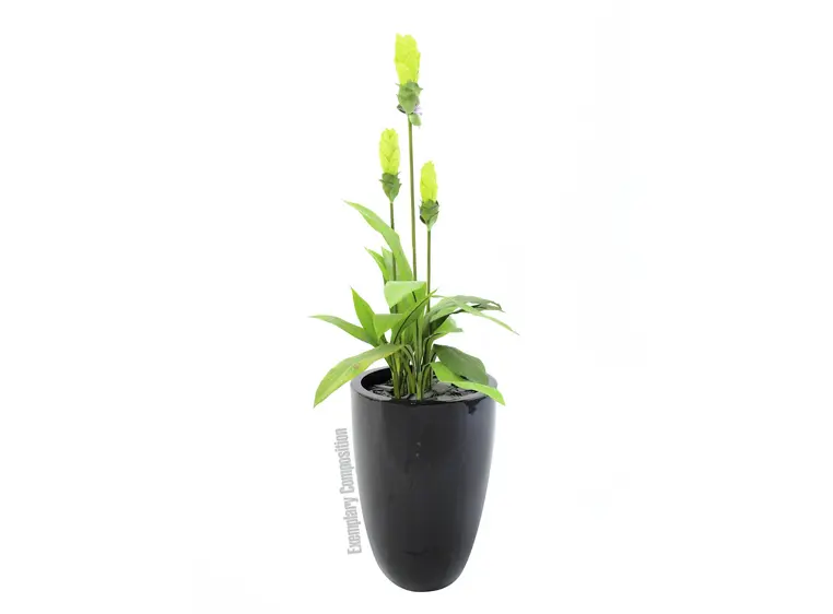 Europalms LEICHTSIN CUP-69, shiny-black 