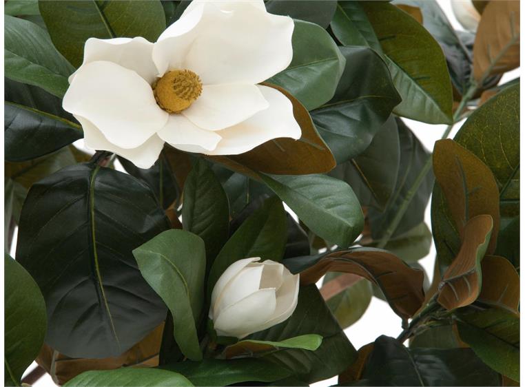 Europalms Magnolia tree, 150cm