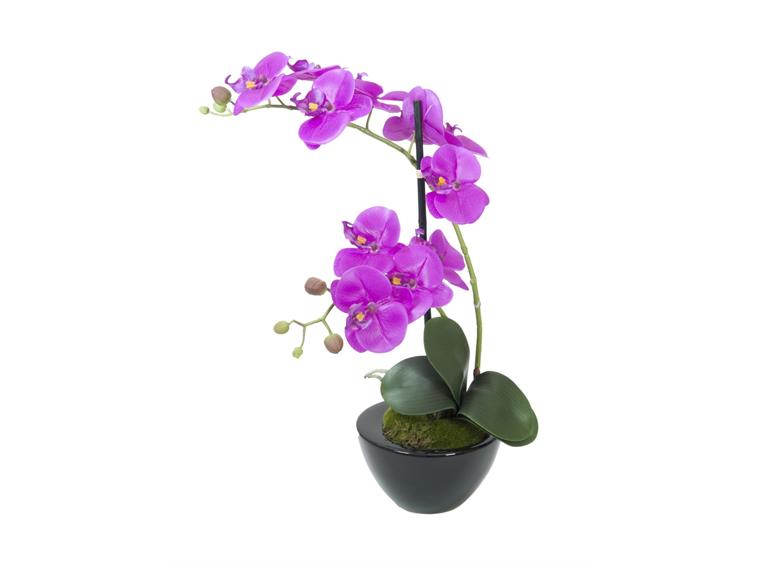 Europalms Orchid arrangement 4