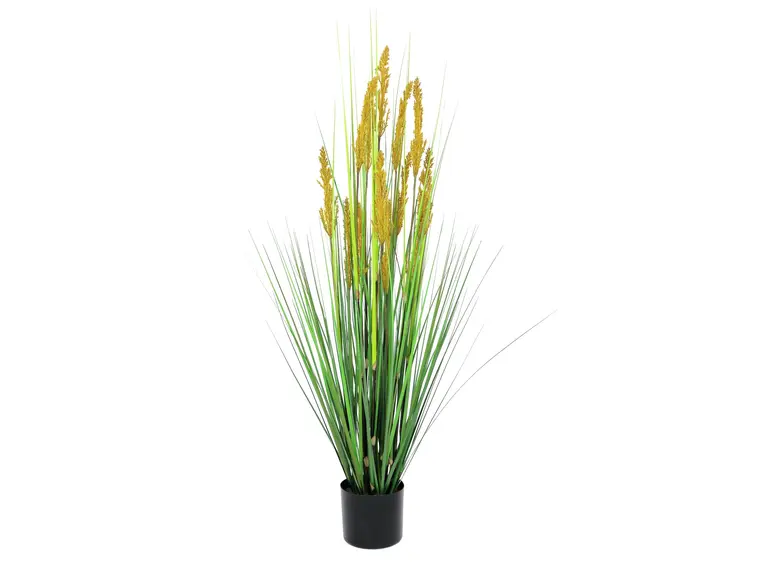 Europalms Parrot grass, 120cm 