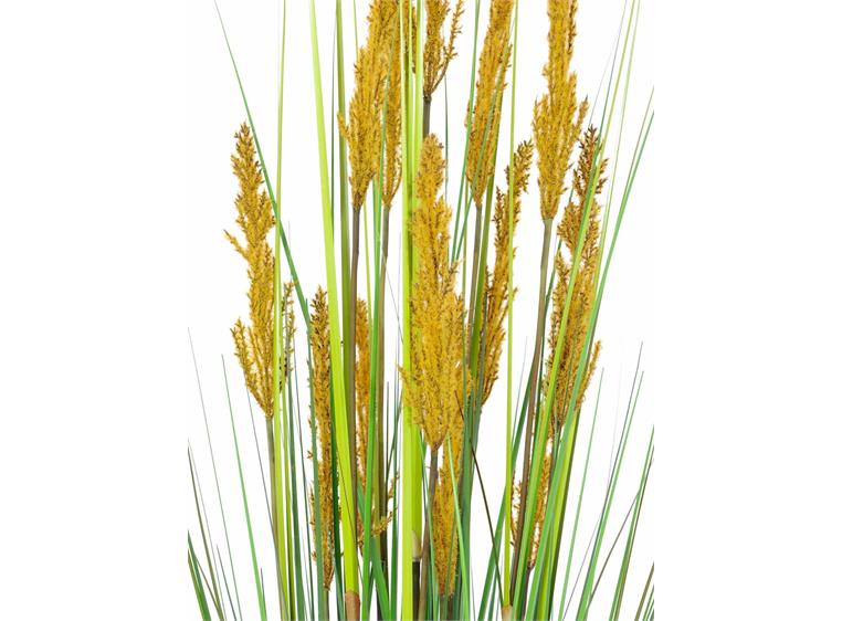 Europalms Parrot grass, 120cm
