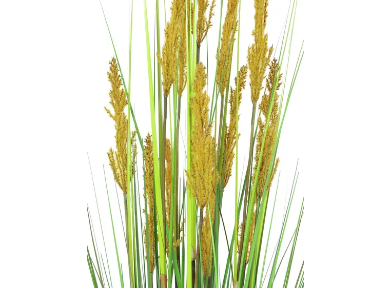 Europalms Parrot grass, 120cm 