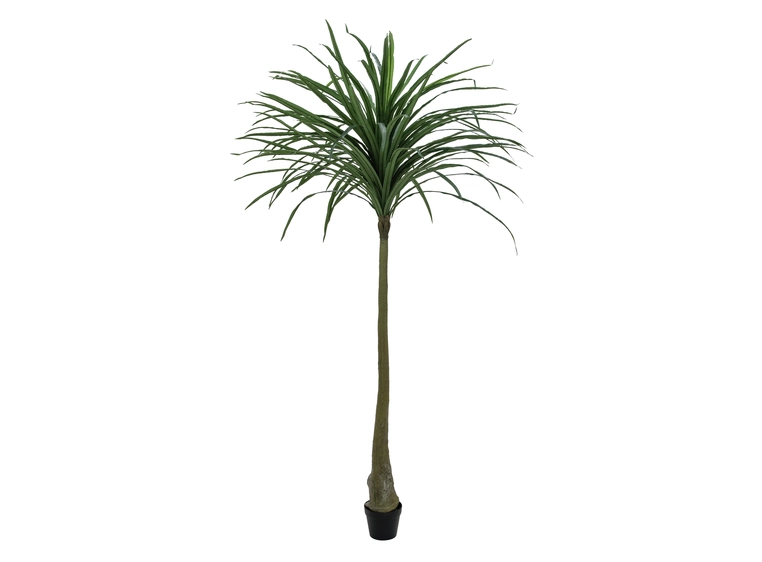 EUROPALMS Dracena, green, 220cm 