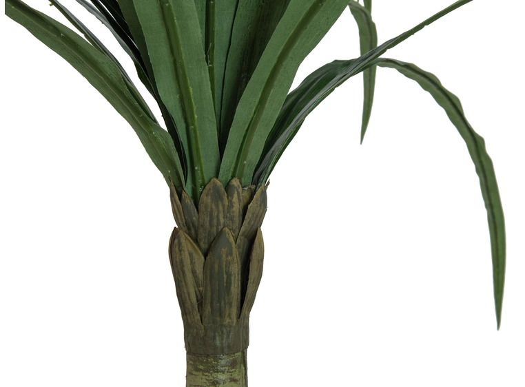 EUROPALMS Dracena, green, 220cm 