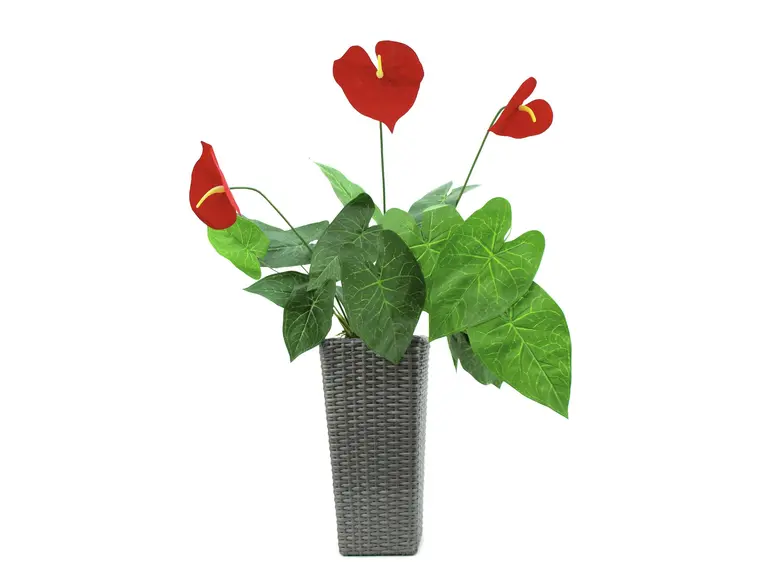 Europalms Anthurium, 70cm 