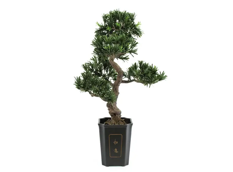 Europalms Bonsai podocarpus, 80cm 