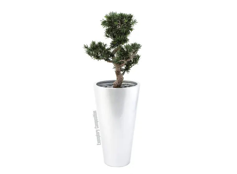 Europalms Bonsai podocarpus, 80cm 