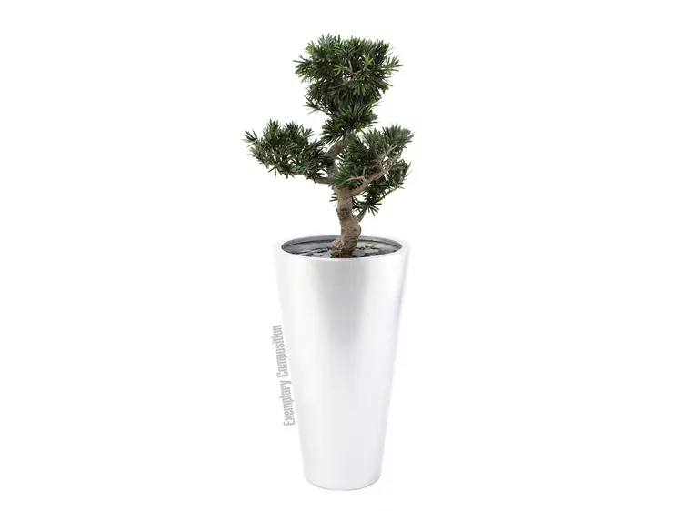 Europalms Bonsai podocarpus, 80cm 