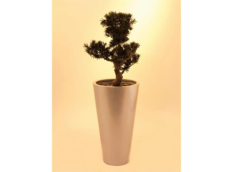 Europalms Bonsai podocarpus, 80cm
