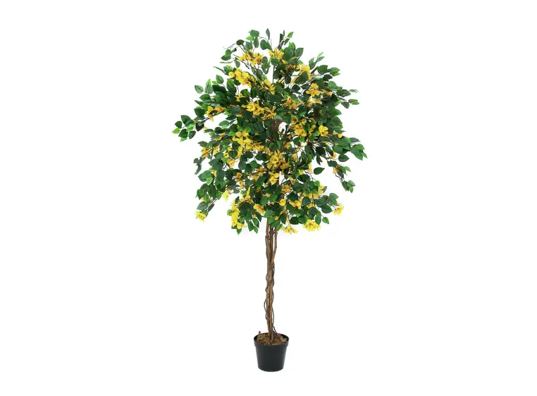 Europalms Bougainvillea, yellow, 150cm 