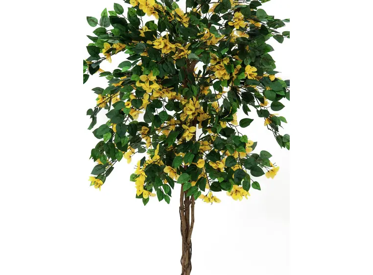 Europalms Bougainvillea, yellow, 150cm 