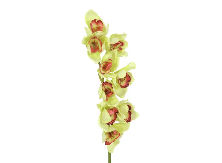Europalms Cymbidium spray, green, 90cm 