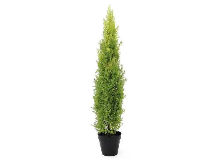 Europalms Cypress, Leyland, 120cm 